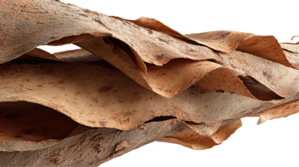 Close-up of textured bark layers and patterns. transparent background