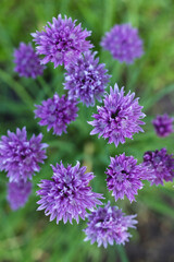 Chives, scientific name Allium schoenoprasum in the spring garden 