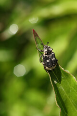 close up of Valgus hemipterus beetle in nature.