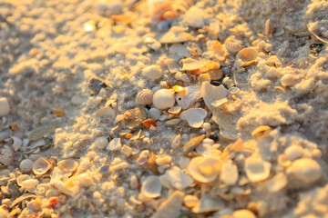 sea shells 