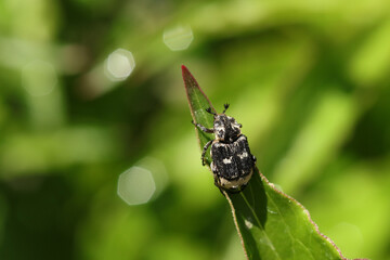 close up of Valgus hemipterus beetle in nature.