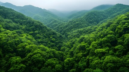 Obraz premium A lush, verdant forest landscape with rolling mountains and a misty atmosphere.