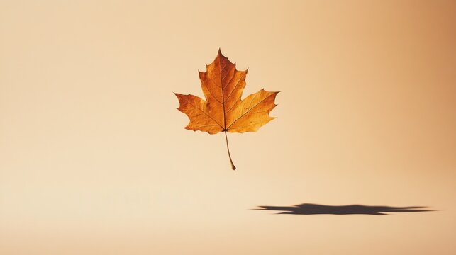 Single autumn leaf floating against a pale background