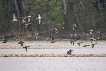 Flock of Green-winged Teals - Anas crecca flying over Danube river during the early morning hours in a serene natural landscape
