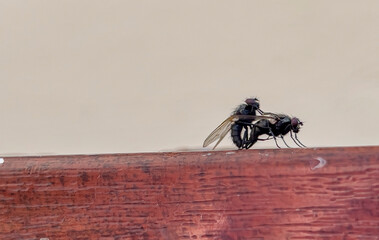 Macro of The flies are breeding on the leaves. Scientific name Diptera.