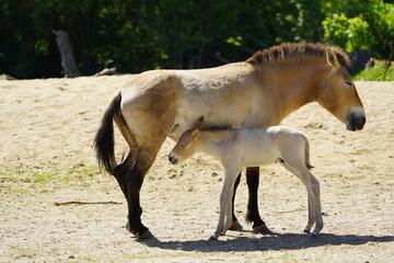 The Sorraia, like the Garrano, is a wild horse native to Portugal. The Sorraia is slender and...