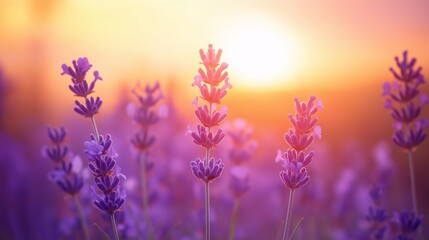 Obraz premium glowing sunrise gradient in soft orange, peach, and lavender hues, creating a calming and inspirational background