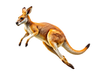 Red Kangaroo Jumping Isolated Black Background Wildlife Animal Nature Photography Powerful Leap Australian Marsupial Vivid Fur Dynamic Pose Wild Animal fauna 