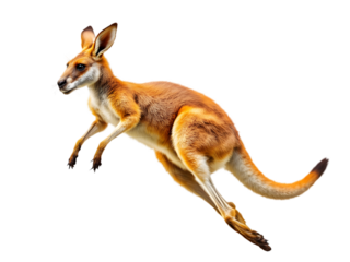 Red Kangaroo Jumping Isolated Black Background Wildlife Animal Nature Photography Powerful Leap Australian Marsupial Vivid Fur  Dynamic Pose Wild Animal fauna  