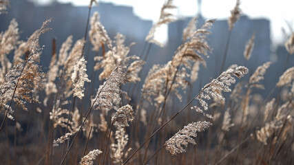 Fototapeta premium Phragmites. autumn reeds. Golden, dry winter sedge phragmites australis in selective focus. Thickets of fluffy, dry trunks. genus of reed grasses found in wetlands. nature background close up