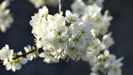 Twig of flowering blackthorn, Prunus spinosa, in spring. white flowers, natural floral background....