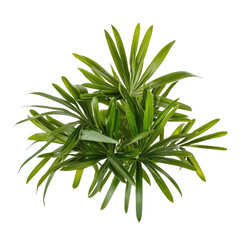 Fototapeta premium Little Broadleaf Lady Palm isolated on a transparent background