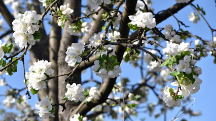 The apple tree is blooming. White flowers on the tree in the garden. Beautiful spring apple tree blossom in the nursery. spring season. close up of flowering branch of fruit tree. natural background
