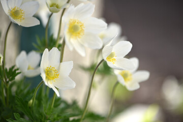 Anemone sylvestris. delicate flowers in the garden, in the flowerbed. floral background. beautiful delicate Anemone sylvestris. white flowers on a natural background. spring season, close-up