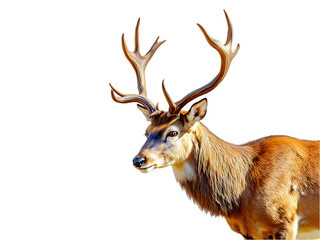 Majestic Red Deer Stag with Antlers Profile Isolated on Black Background Wildlife Photography Nature Image fur buck horn coat head eyes fauna brown rural animal