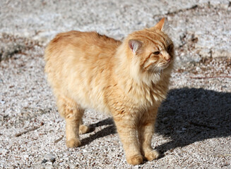 Un beau chat roux