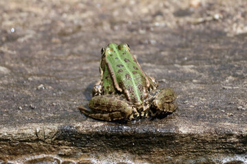 Belle grenouille verte