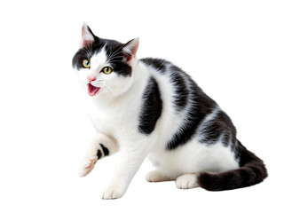 Adorable Black and White Cat Sitting Pretty Studio Shot Domestic Pet Animal Fluffy Fur Playful Kitten Cute Paws Happy Expression Isolated Background art eyes   