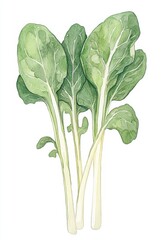 Watercolor Illustration of Bok Choy Leaves