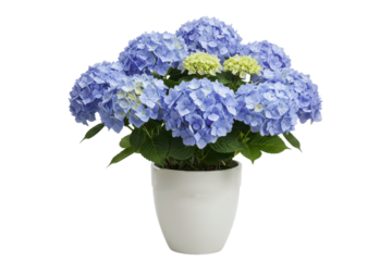 Blooming blue hydrangea in white flower pot, houseplant isolated on transparent background