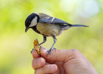bluebird sits on a hand and eats a nut