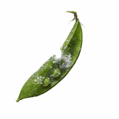 Frozen Pea Pod on Vibrant Blue Transparent background