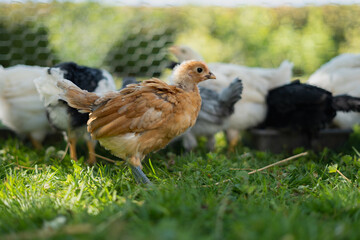 Brown young hen standing on green grass in front of flock