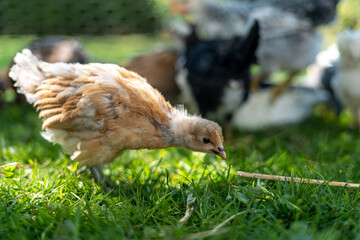 Brown young hen with flock is curious for straw on green grass