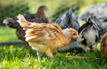 Curious brown young hen walking on green grass searching for food on organic farm