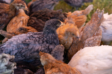 Flock of different color brown grey white young chicken