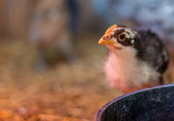 Small chick near bowl on organic farm