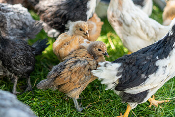 Two young chicken in flock of hens on green grass