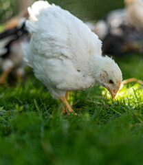 White young hen walking on green grass