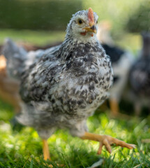 Young black and white patterned rooster walking on green grass