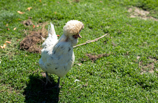 White chicken with long fethers on its head on green grass