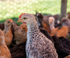 Young rooster with black and white patterned feathers in front of chicken flock