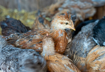 Young mixed color chicken in coop on organic farm