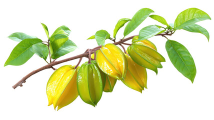 Starfruit Branch with Shiny Ripe and Green Fruits on Transparent Background