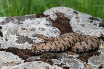 Aspisviper (Vipera aspis) weilblich ringelt sich auf einem Stein