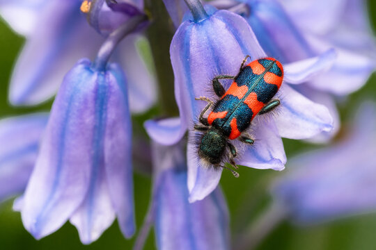 Zottiger Bienenk&auml;fer (Trichodes alvearius) auf Hasengl&ouml;ckchen
