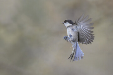 Willow tit, Poecile montanus or Parus montanus, a rare alpine titmouse in flight against uniform...