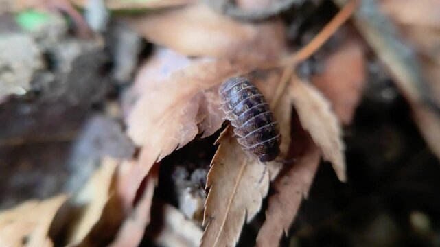 한국,곤충,공벌레,Insects,Korea,Pill bug