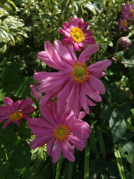 pink flowers in the garden, sunlight, grass, chrysanthemum