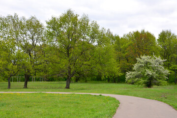 Naklejka premium A scenic view of a park with a pathway