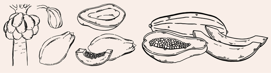 Papaya fruit hand drawn set. Monochrome doodle sketch with juicy slices and palm leaves. Tropical Outline drawing of exotic fruits. Clip art for menu or package design. Vector illustration