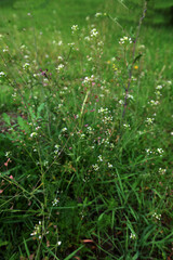 Shepherds purse (Capsella bursa pastoris) blooming in meadow