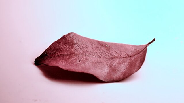 Indian rosewood leaf is one type of essential oil raw material, dry, brown in color