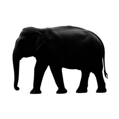 Obraz premium Elephant silhouette in darkness isolated on transparent background