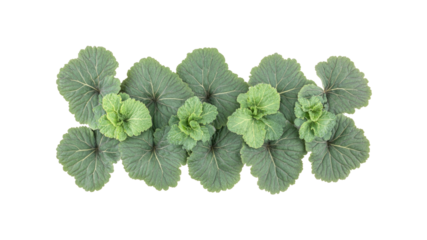 Aerial View of Lush Green Bergenia Plants in a Row