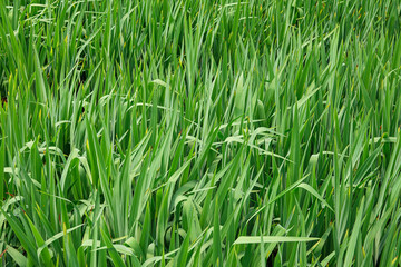 Vibrant green grass fills the foreground, flourishing under the warm sun in a rural meadow.